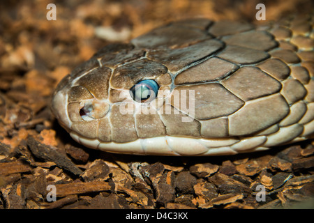 Nahaufnahme einer Königskobra Kopf. (Ophiophagus Hannah) Stockfoto