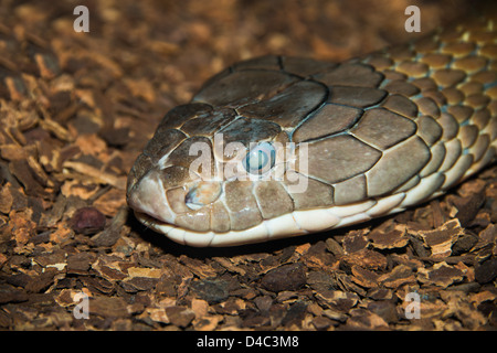 Nahaufnahme einer Königskobra Kopf. (Ophiophagus Hannah) Stockfoto