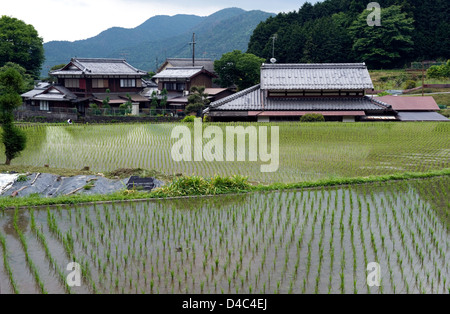 Überfluteten Frühling Reisfeld mit gepflanzten Selve und Bauernhäuser gruppiert zusammen im ländlichen Dorf von Ohara Stockfoto