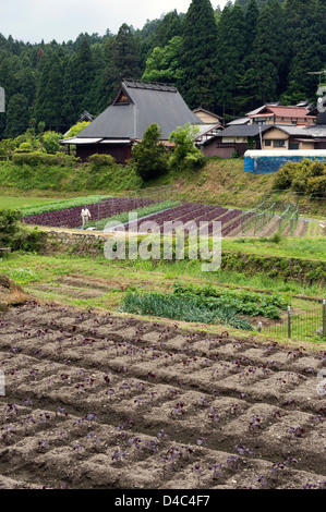 Ein Bauer neigt dazu, seine Ernte der roten "Shiso" (Beefsteak Pflanzen) in der ländlichen Dorf Ohara, Kyoto, Japan Stockfoto