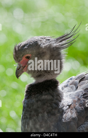 Hauben- oder südlichen Screamer Chauna Torquata. PORTRÄT. Kopf-Details. Stockfoto