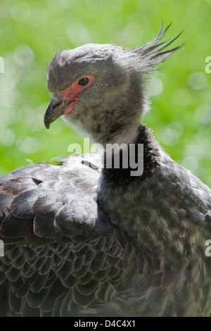 Hauben- oder südlichen Screamer Chauna Torquata. PORTRÄT. Kopf-Details. Stockfoto