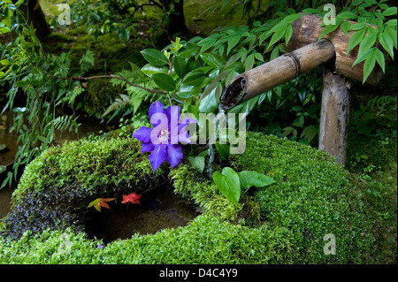 Wasser fließt aus Bambus Auslauf in Tsukubai (steinerne Wasserbecken) bedeckt mit dicken Moos im japanischen Garten mit lila Blüten Stockfoto