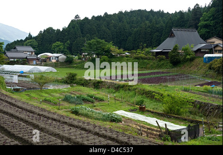 Neu gepflanzte rote Shiso (Beefsteak Pflanzen) im ländlichen Dorf von Ohara, Kyoto, Japan. Stockfoto