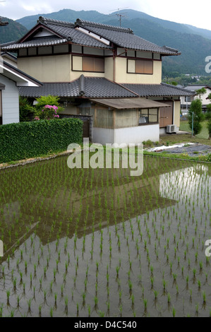 Neu gepflanzte Reis Sämlinge in einem überfluteten Reisfeld im ländlichen Dorf von Ohara, Kyoto, Japan Stockfoto