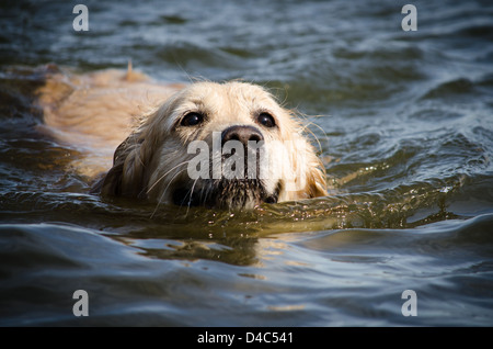 Nasse Golden Retriever Hund schwimmen auf Wasser eines Sees, nur der