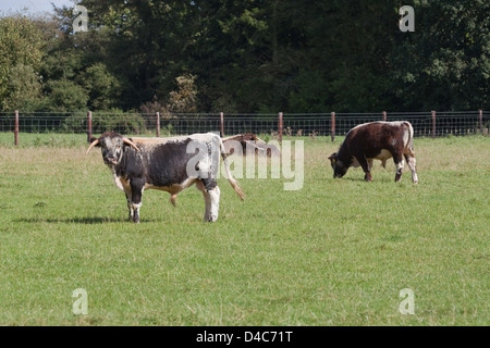 English Longhorn-Rinder (Bos Taurus). Privatgrundstück, Norfolk. England. Stockfoto