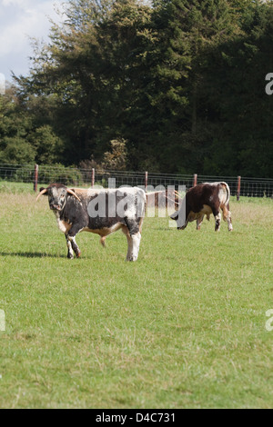 English Longhorn-Rinder (Bos Taurus). Junger Stier, links. Private Herde, Norfolk. Stockfoto