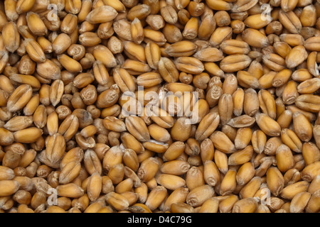 Weizen (Triticum Aestivum). Geernteten Samen oder Getreide. Stockfoto