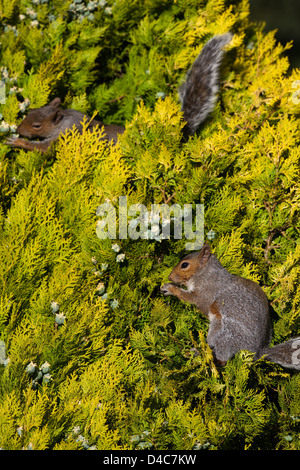 Graue Eichhörnchen (Sciurus Carolinensis), ernähren sich von Früchten oder Zapfen einer kultivierten Form der bunten Cypress Tree Cupressus sp. Stockfoto