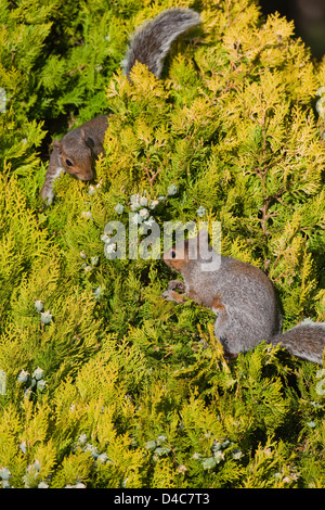 Graue Eichhörnchen (Sciurus Carolinensis), ernähren sich von Früchten oder Zapfen einer kultivierten Form der bunten Cypress Tree Cupressus sp. Stockfoto