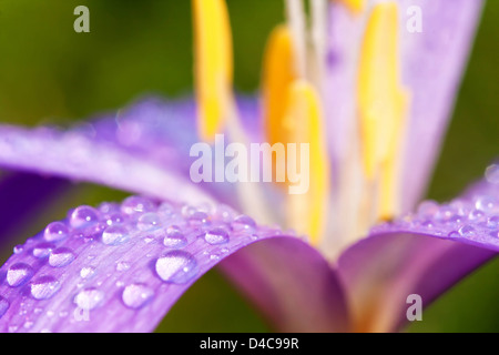 Schöne taufrische Blumen im Herbst (Colchicum autumnale Stockfoto