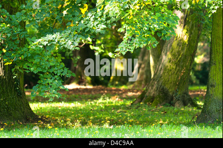 Schöne, harmonische Wald Fragment aus an einem sonnigen Tag Stockfoto