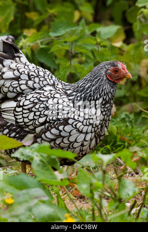 Silber-geschnürt Wyandotte Huhn (Gallus Gallus). Domestizierte Rasse Geflügel. Frei bis hin im Unterholz Abdeckung. Stockfoto