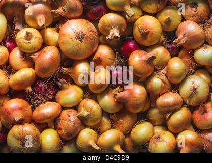 Biologisch angebaute, frische gelbe Zwiebeln Ernte. Hintergrund. Stockfoto