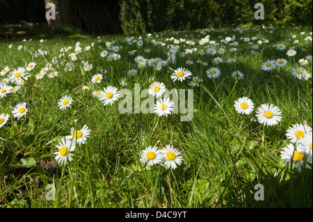 Bellis Perennis - Schecken die gemeinsame Daisy eine Quelle von Daisy Chains an sonnigen Tag Schatten und Schatten-Erdgeschoss Stockfoto
