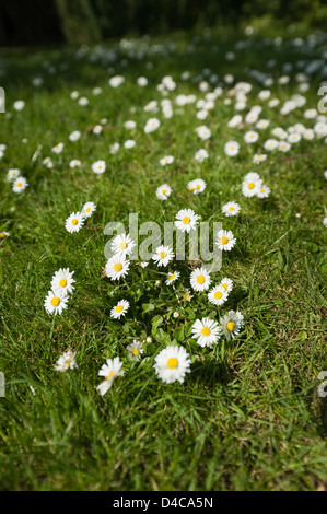 Bellis Perennis - Schecken die gemeinsame Daisy eine Quelle von Daisy Chains an sonnigen Tag Schatten und Schatten-Erdgeschoss Stockfoto