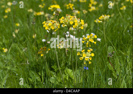 Primula Veris Schlüsselblume Pflanzen kolonisatorischen Kreide Wiesen, ein Mitglied der Familie Primel Stockfoto