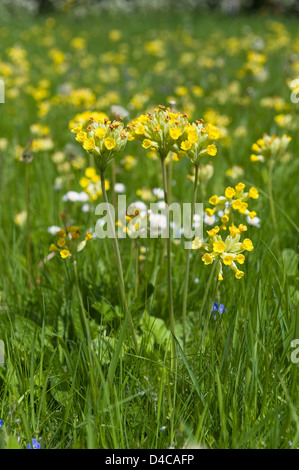 Primula Veris Schlüsselblume Pflanzen kolonisatorischen Kreide Wiesen, ein Mitglied der Familie Primel Stockfoto