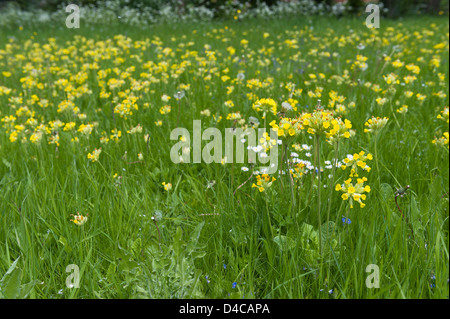 Primula Veris Schlüsselblume Pflanzen kolonisatorischen Kreide Wiesen, ein Mitglied der Familie Primel Stockfoto