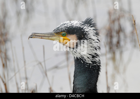 Erwachsenen Kormorans in Balz oder Zucht Gefieder Stockfoto