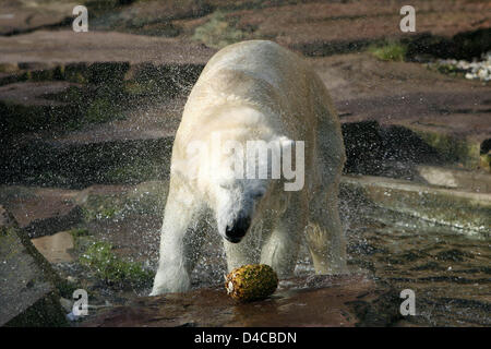 Eisbär-Mutter "Vera" ist im Heer Gehege im Zoo Tiergarten Nürnberg in Nürnberg, 10. Januar 2008 abgebildet. Veras 5 Wochen alten Baby tut gut, nachdem es vor zwei Tagen von der Mutter getrennt wurde. Foto: DANIEL KARMANN Stockfoto