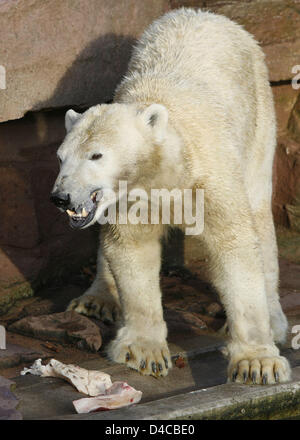 Eisbär-Mutter "Vera" wird in ihr Gehege im Zoo Tiergarten Nürnberg in Nürnberg, 10. Januar 2008 zugeführt. Veras 5 Wochen alten Baby tut gut, nachdem es vor zwei Tagen von der Mutter getrennt wurde. Foto: DANIEL KARMANN Stockfoto