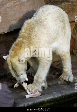 Eisbär-Mutter "Vera" wird in ihr Gehege im Zoo Tiergarten Nürnberg in Nürnberg, 10. Januar 2008 zugeführt. Zwei der Veras Jungtiere starben und wo von ihr gegessen. Veras 5 Wochen alten Baby tut gut, nachdem es vor zwei Tagen von der Mutter getrennt wurde. Foto: DANIEL KARMANN Stockfoto