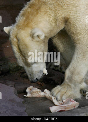 Eisbär-Mutter "Vera" wird in ihr Gehege im Zoo Tiergarten Nürnberg in Nürnberg, 10. Januar 2008 zugeführt. Zwei der Veras Jungtiere starben und wo von ihr gegessen. Veras verbleibenden fünf Wochen alten Baby tut gut, nachdem es vor zwei Tagen von der Mutter getrennt wurde. Foto: DANIEL KARMANN Stockfoto