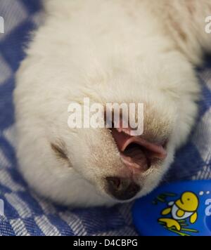 Ein Foto von der Stadt Nürnberg veröffentlicht zeigt ein wenig weibliche Polar Bear Cub schlafen im Zoo Tiergarten Nürnberg in Nürnberg, 11. Januar 2008. Die Polar Bear Cub, die von ihrer Mutter getrennt werden mussten immer noch nach der dritten Nacht ohne sie gut tut. Tierpfleger kümmern der kleine Eisbär in Schichten rund um die Uhr. Foto: RALF SCHEDLBAUER / Stadt Nürnberg Stockfoto