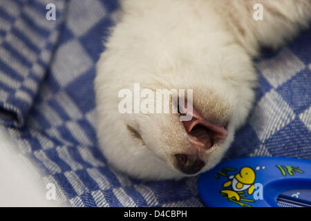 Ein Foto von der Stadt Nürnberg veröffentlicht zeigt ein wenig weibliche Polar Bear Cub schlafen im Zoo Tiergarten Nürnberg in Nürnberg, 11. Januar 2008. Die Polar Bear Cub, die von ihrer Mutter getrennt werden mussten immer noch nach der dritten Nacht ohne sie gut tut. Tierpfleger kümmern der kleine Eisbär in Schichten rund um die Uhr. Foto: RALF SCHEDLBAUER / Stadt Nürnberg Stockfoto