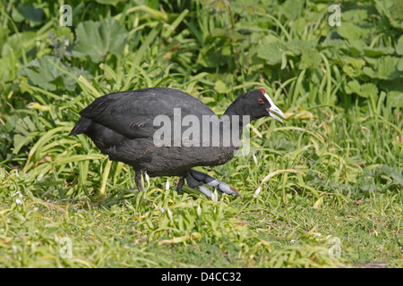 Hauben- oder rot genoppt Coot Albufera Reserve Mallorca Stockfoto