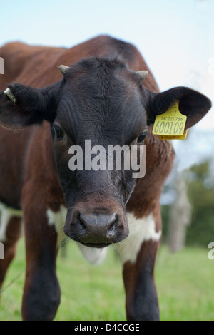 Gloucester-Kuh (Bos Taurus). Junge Kuh. Horn "Knospen" sind erkennbar auf der Krone des Kopfes. Seltene Rasse. Stockfoto