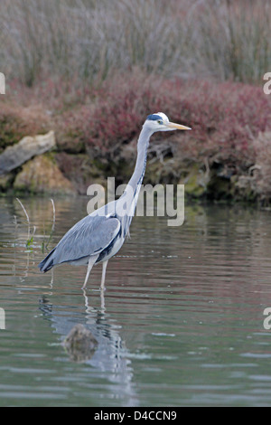 Graureiher am Zona de Humida la Gola Port de pollenca Stockfoto