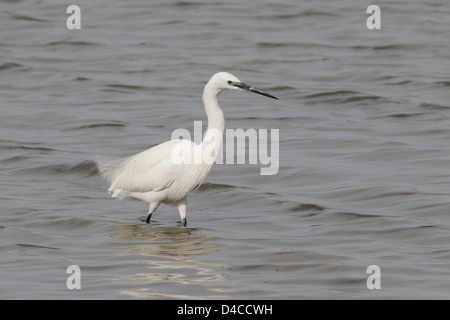 Erwachsenen Seidenreiher in Zucht Gefieder Stockfoto