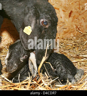 Züchter Wilfried Urban präsentiert ein Neugeborenes Karakul-Lamm namens 'Amadeus' auf der internationalen Grünen Woche Berlin, 20. Januar 2008. Die gefährdeten Arten stammt aus Usbekistan und in mehreren Ländern gezüchtet. Foto: Nestor Bachmann Stockfoto