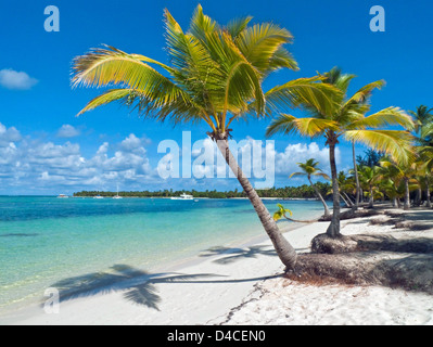 Palmen am Playa Bavaro, Punta Cana, Dominikanische Republik, Karibik, Amerika Stockfoto