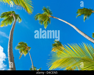 Palmen am Playa Bavaro, Punta Cana, Dominikanische Republik, Karibik, Amerika Stockfoto