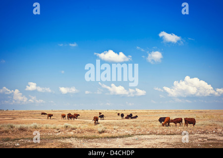 Kühe auf einer Wiese unter blauem Himmel Stockfoto