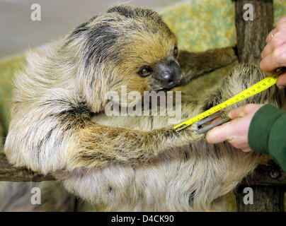 Keeper Cornelia Spretke misst das älteste Faultier, die derzeit in einem europäischen Zoo, "Paula", bei "Bergzoo" in Halle/Saale, Deutschland, 2. Januar 2008 statt. Der 38 Jahre alte Tier kam aus Nord-Amerika im Alter von zwei Jahren und jetzt ist eine große-Ur-Großmutter und der Chef der beiden mehr Faultiere im Zoo. Zehn Jahre lang hat "Bergzoo" ein Zuchtbuch sammeln Geburtsdaten, Origi gehalten. Stockfoto