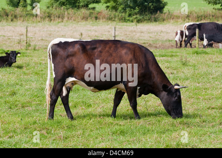 Gloucester (Bos Taurus). Kuh. Beweidung. Norfolk. Mahagoni Farbe Form und zeigt die typischen Farbmarkierungen der Rasse. Stockfoto