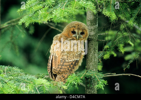 Waldkauz (Strix Aluco) Jungvogel junger Waldkauz • Ostalbkreis, Baden-Württemberg; Deutschland, Deutschland Stockfoto