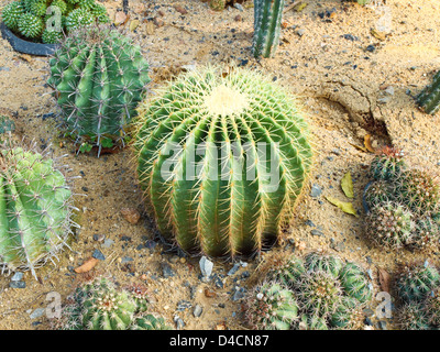 Kaktus in der Wüste park Stockfoto