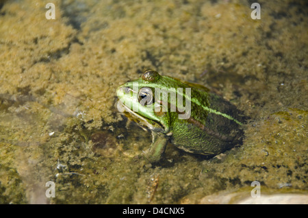 Grüne Frosch im Teich Stockfoto