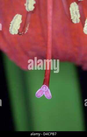 Rote Amaryllis - Nahaufnahme Stockfoto