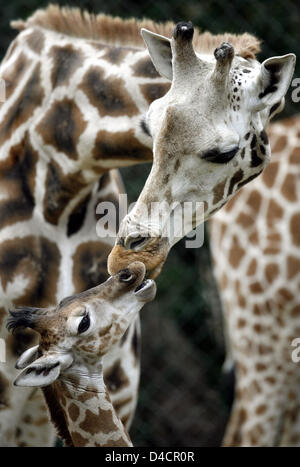 Giraffe Baby 'Kumbuko' und seine Mutter "Etosha" beschnuppern einander im Zoo Hagenbecks Tierpark in Hamburg, Deutschland, 14. Februar 2008. Die junge Rothschild Giraffe war schon 1,80 Meter hoch, als es geboren wurde. Nur ein paar hundert Giraffen, dass vom Aussterben bedrohte Unterart sind weltweit verlassen. Foto: MAURIZIO GAMBARINI Stockfoto