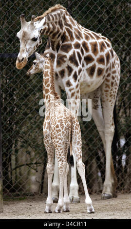 Giraffe Baby 'Kumbuko' und seine Mutter "Etosha" beschnuppern einander im Zoo Hagenbecks Tierpark in Hamburg, Deutschland, 14. Februar 2008. Die junge Rothschild Giraffe war schon 1,80 Meter hoch, als es geboren wurde. Nur ein paar hundert Giraffen, dass vom Aussterben bedrohte Unterart sind weltweit verlassen. Foto: MAURIZIO GAMBARINI Stockfoto