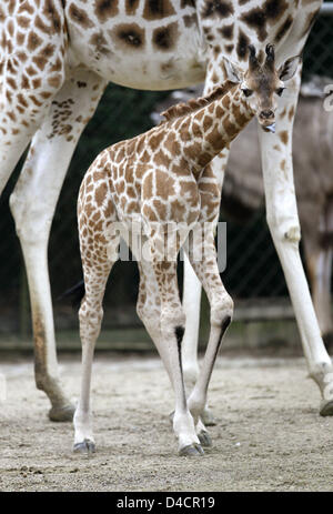 Giraffe Baby 'Kumbuko' ist in Fron seiner Mutter "Etosha" im Zoo Hagenbecks Tierpark in Hamburg, Deutschland, 14. Februar 2008 abgebildet. Die junge Rothschild Giraffe war schon 1,80 Meter hoch, als es geboren wurde. Nur ein paar hundert Giraffen, dass vom Aussterben bedrohte Unterart sind weltweit verlassen. Foto: MAURIZIO GAMBARINI Stockfoto