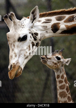 Giraffe Baby "Kumbuko" ist mit seiner Mutter "Etosha" im Zoo Hagenbecks Tierpark in Hamburg, Deutschland, 14. Februar 2008 abgebildet. Die junge Rothschild Giraffe war schon 1,80 Meter hoch, als es geboren wurde. Nur ein paar hundert Giraffen, dass vom Aussterben bedrohte Unterart sind weltweit verlassen. Foto: MAURIZIO GAMBARINI Stockfoto