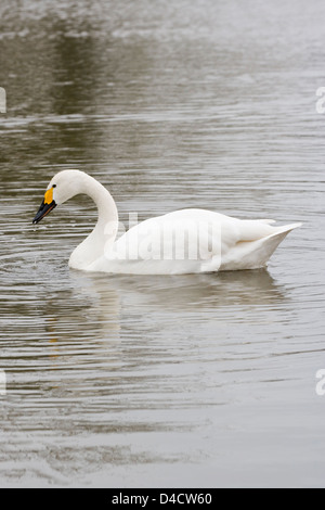 Bewick ´s Schwan (Cygnus Columbianus Bewickii). Oder "Tundra-Schwan". Rassen im Norden Russlands. Überwintert in den britischen Inseln. Stockfoto